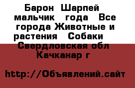 Барон (Шарпей), мальчик 3 года - Все города Животные и растения » Собаки   . Свердловская обл.,Качканар г.